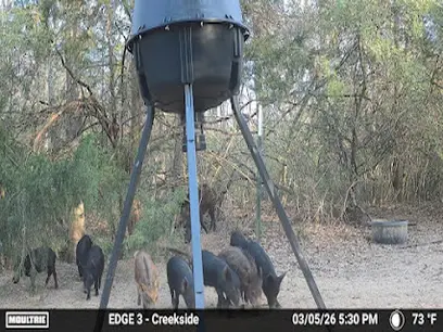 Creekside Wild Hog Hunts